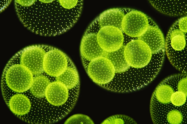 Photosynthesis Is Fascinating! How Does Mana Get the Most Out of It and What Is Its Potential for Renewable Energy?